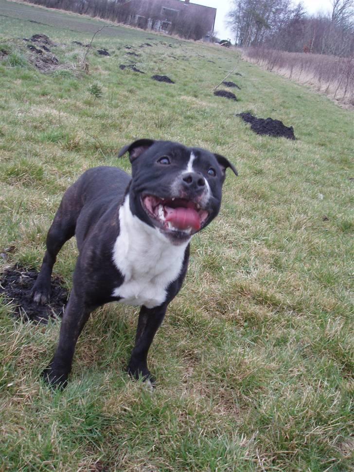 Staffordshire bull terrier Fancystaff Cody billede 7