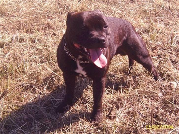 Staffordshire bull terrier Fancystaff Cody - Cody´s far Sonny billede 8