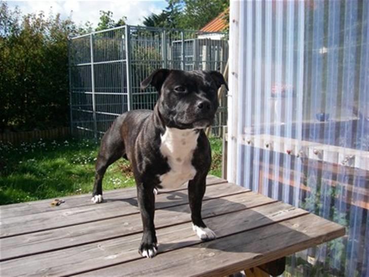 Staffordshire bull terrier Fancystaff Cody - Cody´s mor Fie billede 9