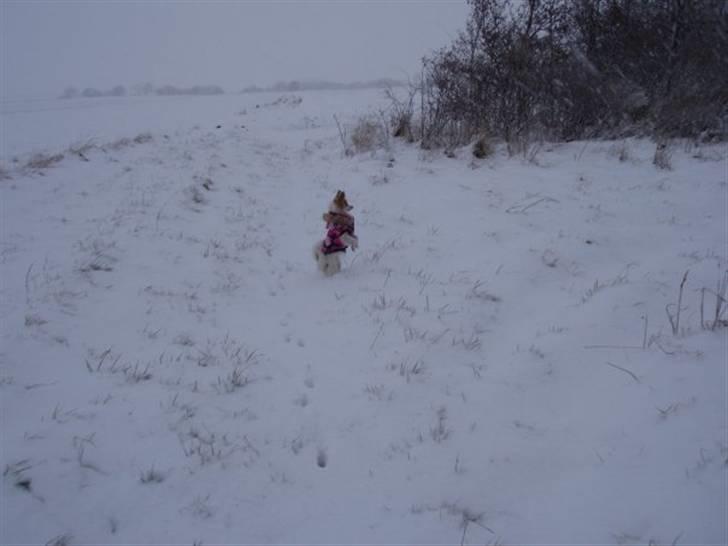 Papillon Chili - sne 2009 billede 11