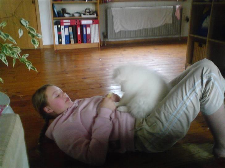 Japansk spids bamse billede 1