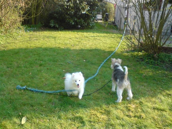 Japansk spids bamse billede 2