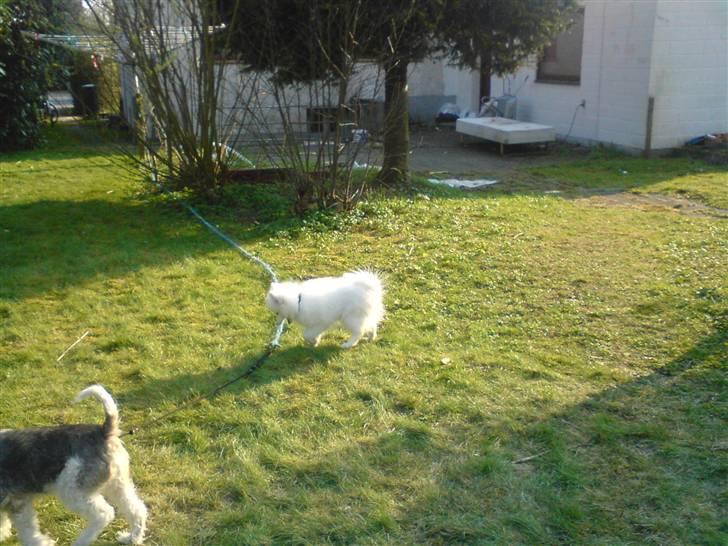 Japansk spids bamse billede 3