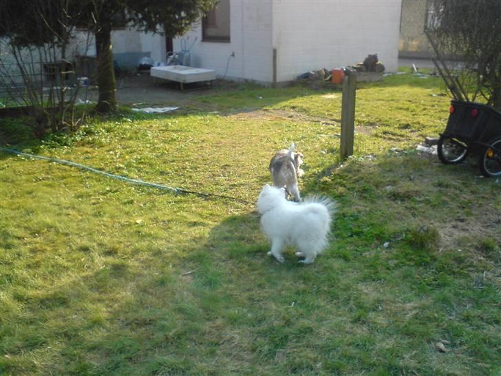 Japansk spids bamse billede 4