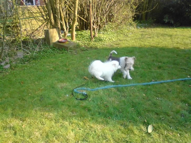 Japansk spids bamse billede 5