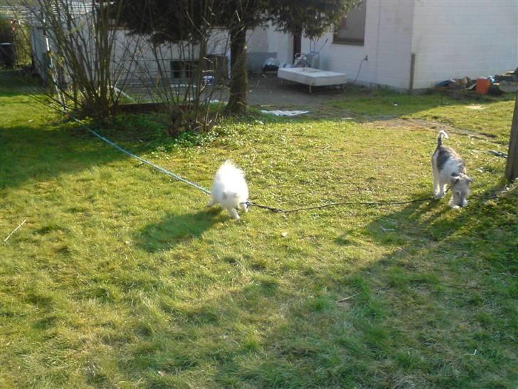 Japansk spids bamse billede 6