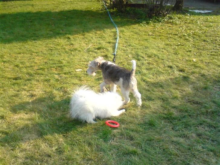 Japansk spids bamse billede 7