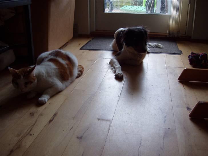 Border collie Cassie billede 10