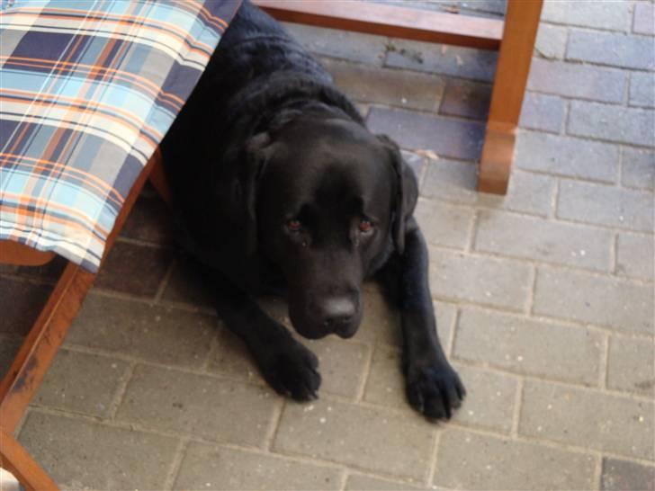 Labrador retriever Aalflasker Sara's Thor billede 6