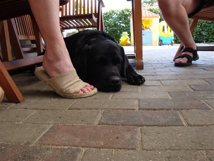 Labrador retriever Aalflasker Sara's Thor billede 7