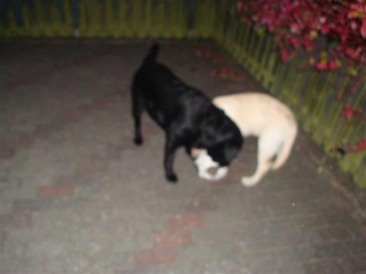 Labrador retriever Aalflasker Sara's Thor billede 8