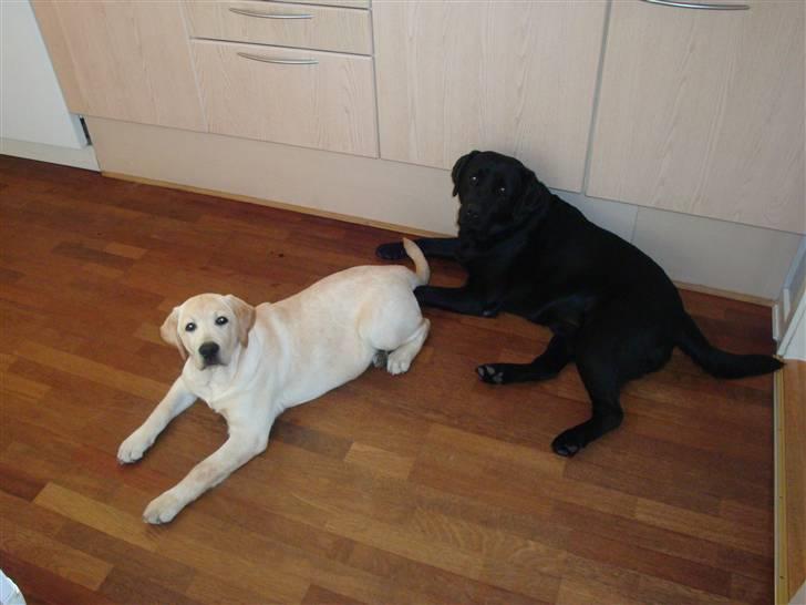 Labrador retriever Aalflasker Sara's Thor billede 9