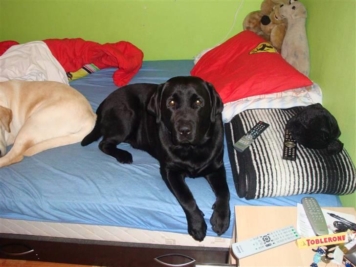 Labrador retriever Aalflasker Sara's Thor billede 10