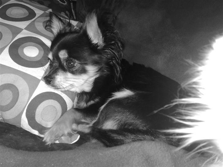 Chihuahua Carlo billede 2