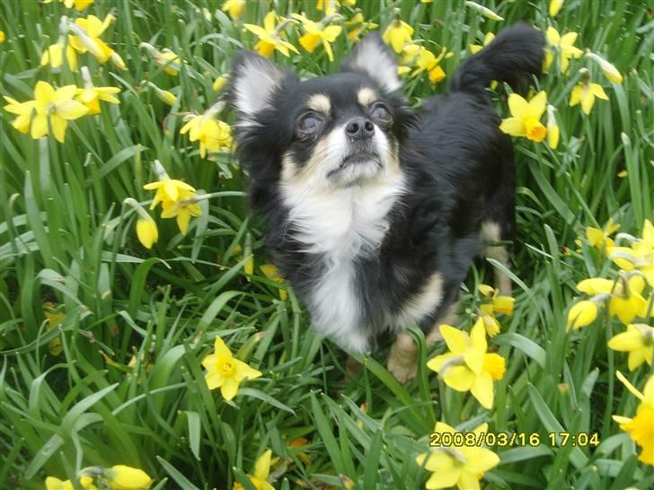 Chihuahua Carlo billede 3