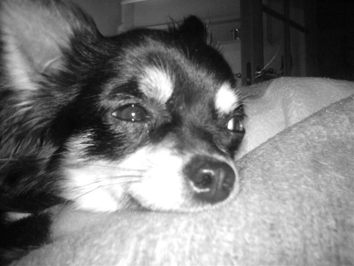 Chihuahua Carlo billede 4