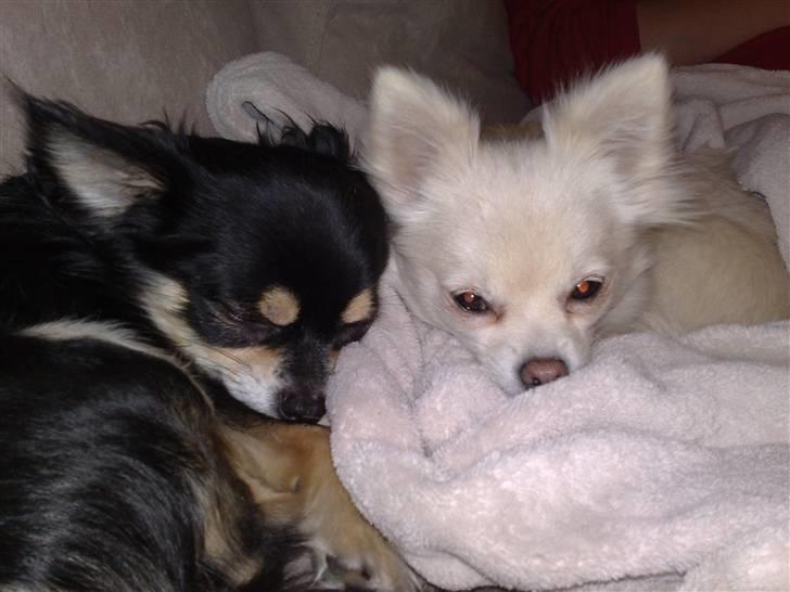 Chihuahua Carlo billede 5