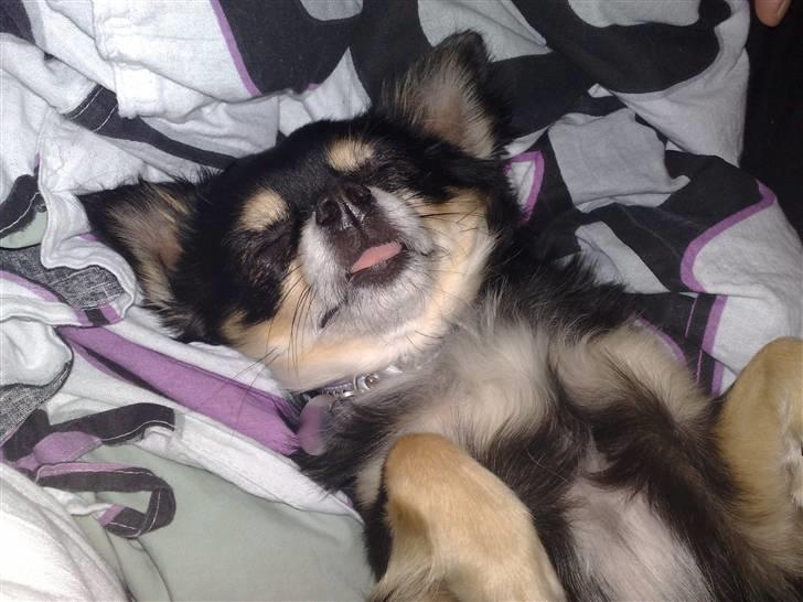 Chihuahua Carlo billede 6