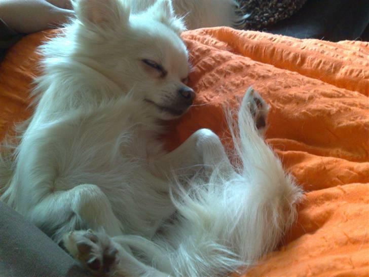 Blanding af racer Nikki billede 2