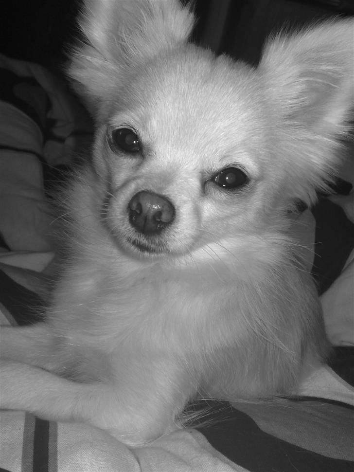 Blanding af racer Nikki billede 3