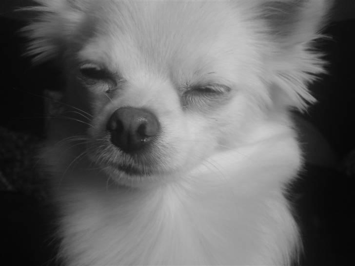 Blanding af racer Nikki billede 4