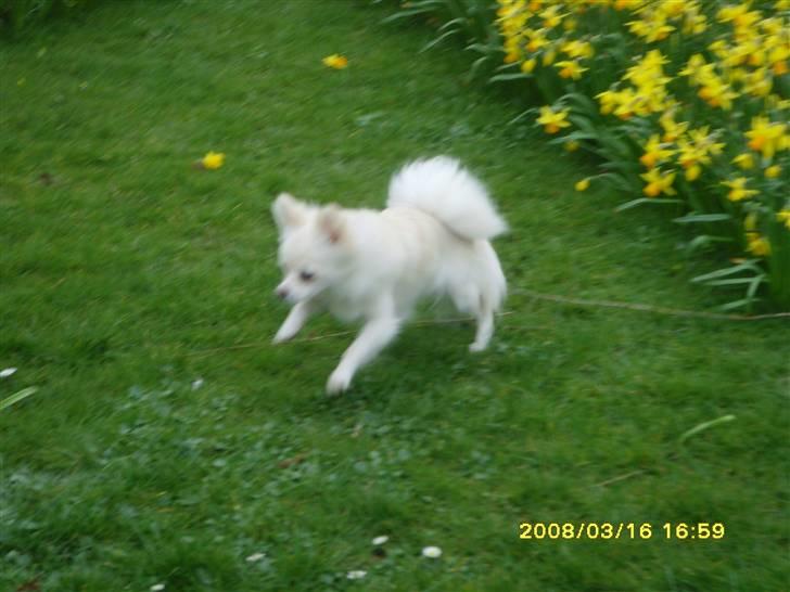 Blanding af racer Nikki billede 6