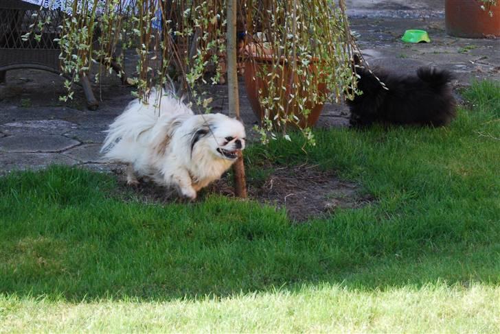 Pekingeser nala - Jeg elsker at løbe og lege i haven. billede 9