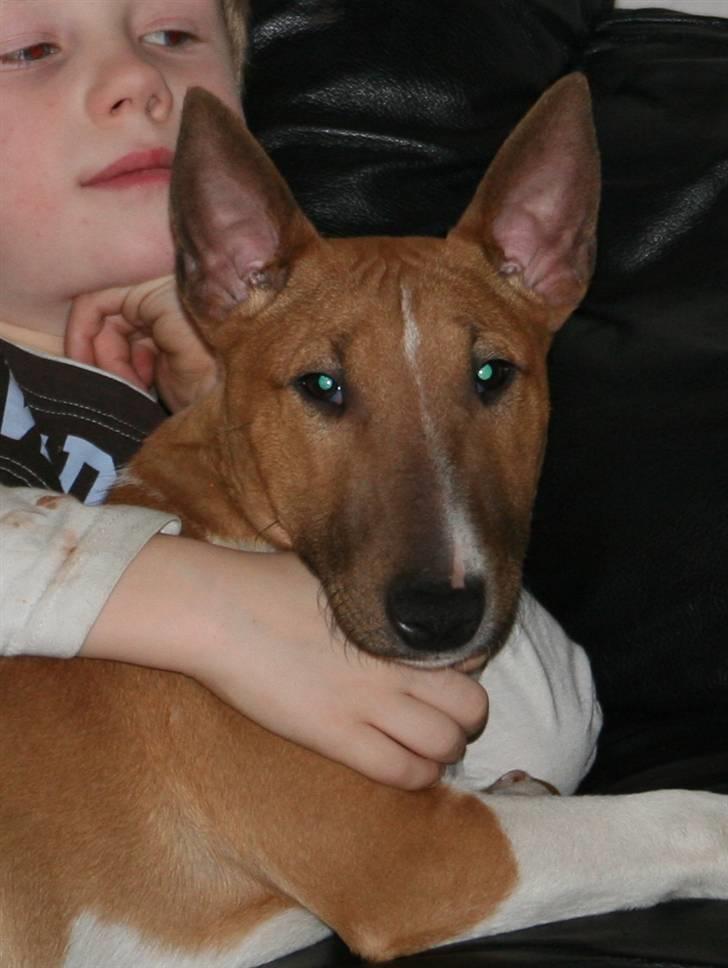 Bullterrier miniature Los Narizotas Miss Biquini aka Queenie billede 4