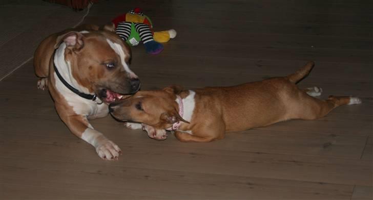 Bullterrier miniature Los Narizotas Miss Biquini aka Queenie billede 5