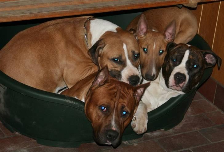 Bullterrier miniature Los Narizotas Miss Biquini aka Queenie billede 6