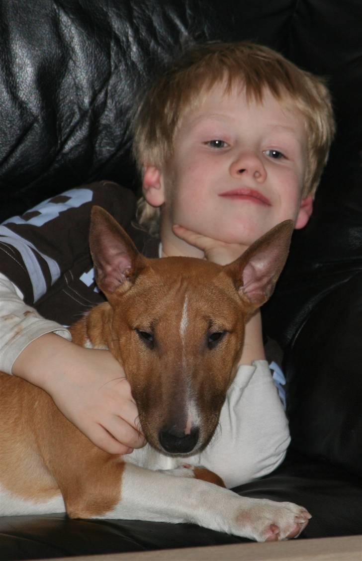 Bullterrier miniature Los Narizotas Miss Biquini aka Queenie billede 7