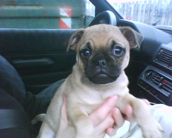 Blanding af racer Malthe billede 15