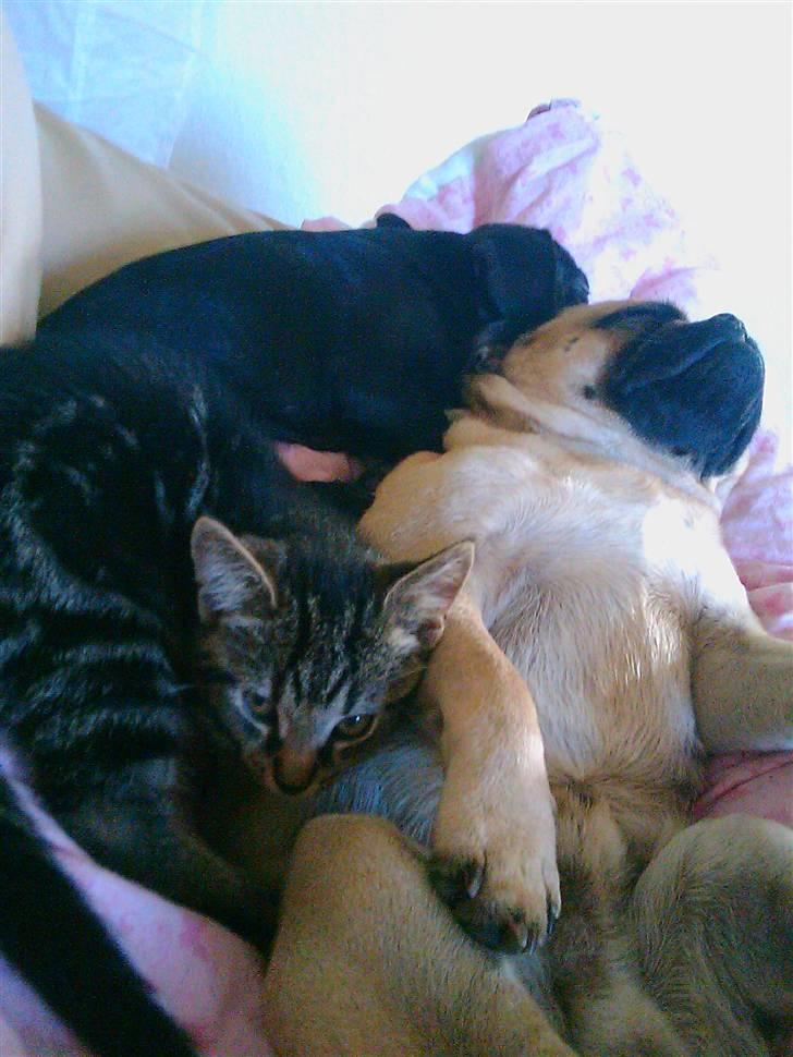 Blanding af racer Malthe billede 16