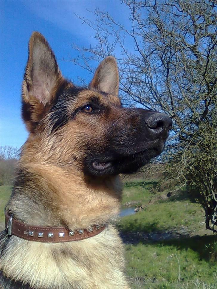 Schæferhund Taison billede 1