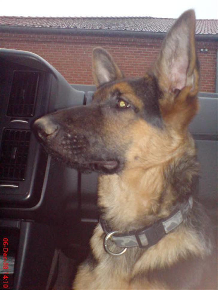 Schæferhund Taison billede 2