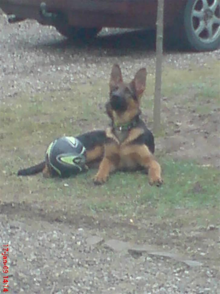 Schæferhund Taison billede 3