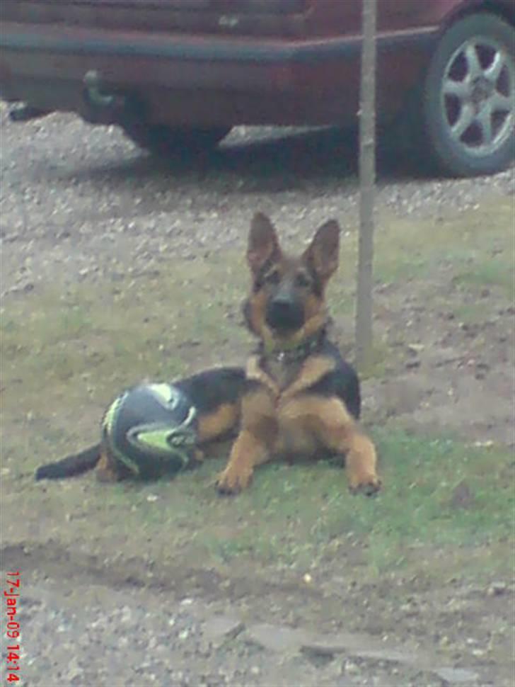 Schæferhund Taison billede 4