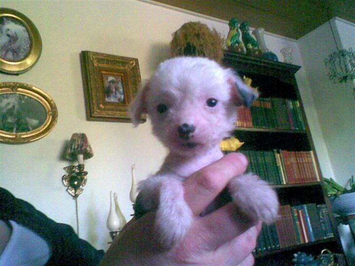 Chinese crested hårløs Aicia - Dengang da jeg var lille billede 4