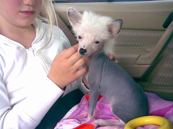 Chinese crested hårløs Aicia - Jeg er 10 uger og jeg flytter hjem til min nye familie billede 5