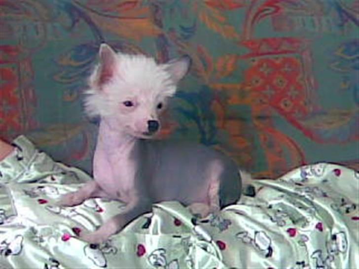 Chinese crested hårløs Aicia billede 7