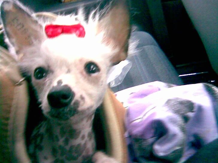 Chinese crested hårløs Aicia - Jeg er altså ikke vild med pynt i mit hår billede 8