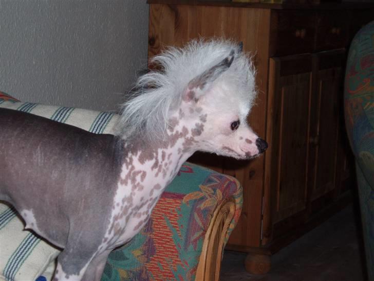 Chinese crested hårløs Aicia billede 9