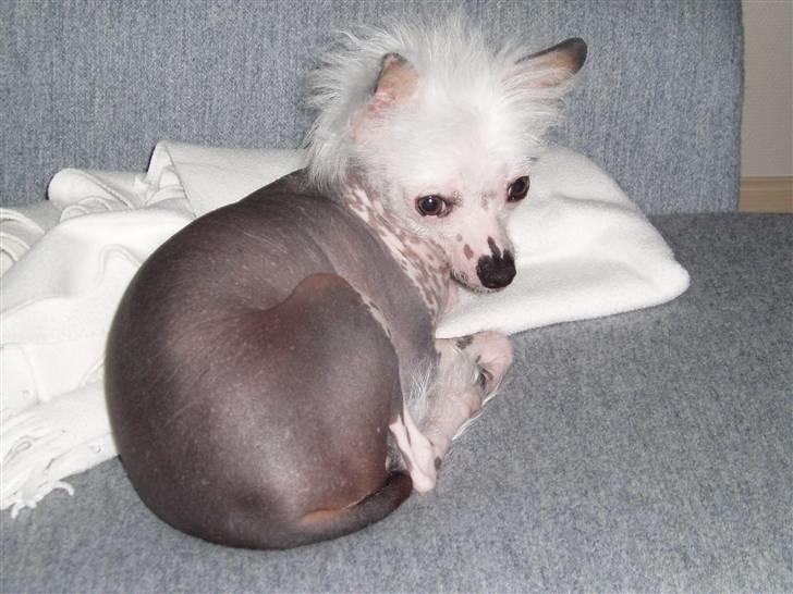 Chinese crested hårløs Aicia billede 10