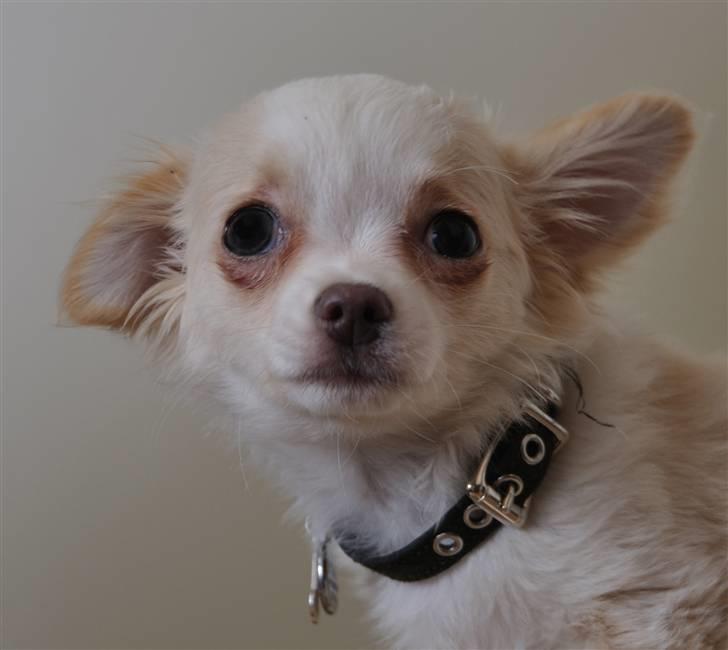 Chihuahua Diva Aka Pølsen billede 13