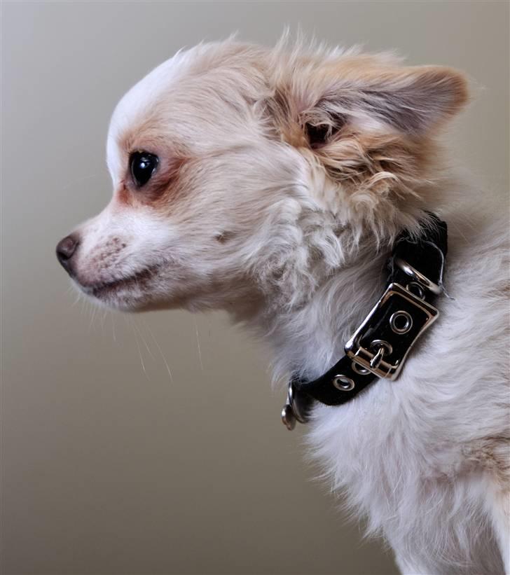 Chihuahua Diva Aka Pølsen billede 14