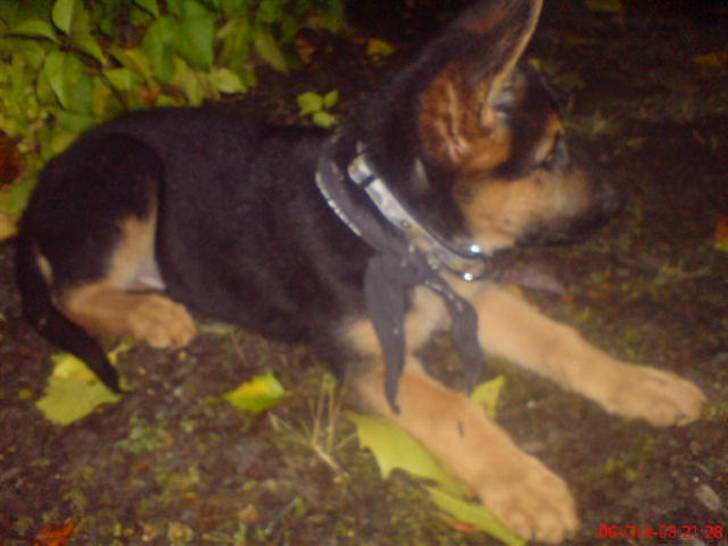 Schæferhund Taison billede 6