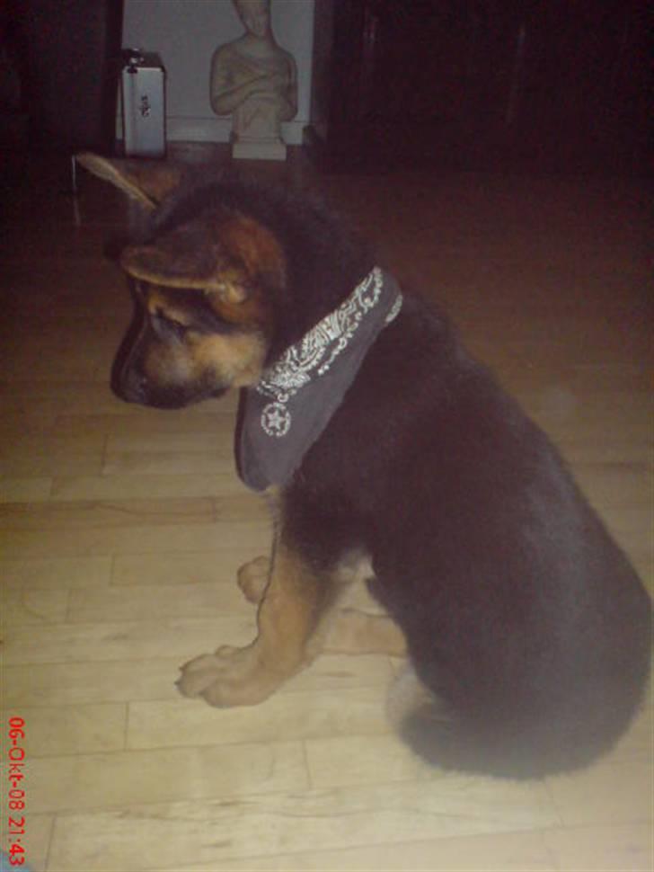 Schæferhund Taison billede 7