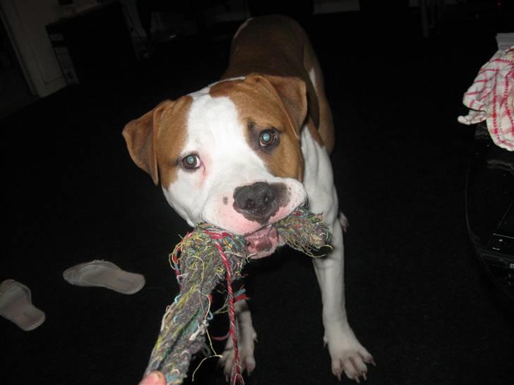 Amerikansk staffordshire terrier Basse <3 †Himmelhund† - Kom Moar vi skal lege billede 15