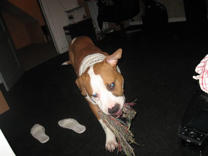 Amerikansk staffordshire terrier Basse <3 †Himmelhund† - iihh når du ska ta billeder leger jeg bare selv billede 16