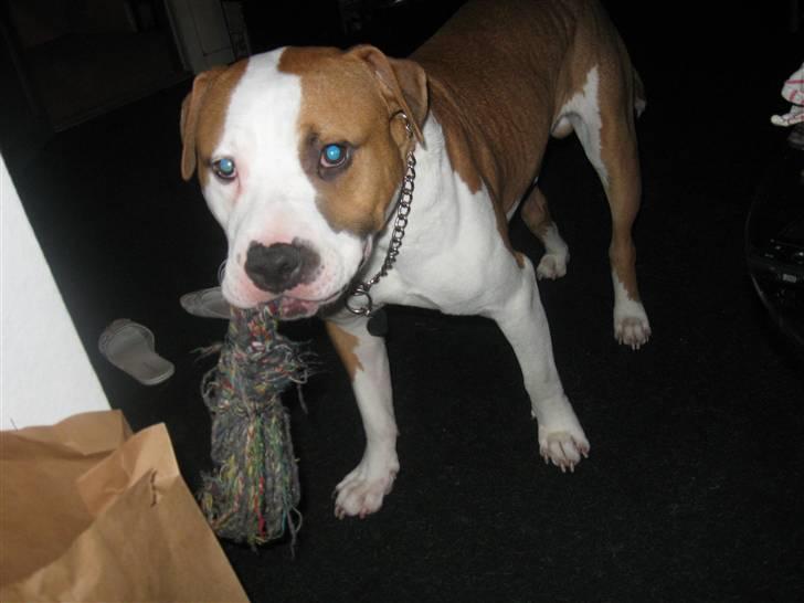 Amerikansk staffordshire terrier Basse <3 †Himmelhund† - Mor det er altså sjovere når du er med vil du ik nok.. Be Be Be om ?? billede 17